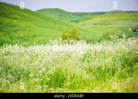 Green hills and wilflowers at Chino Hills State Park. Stock Photo