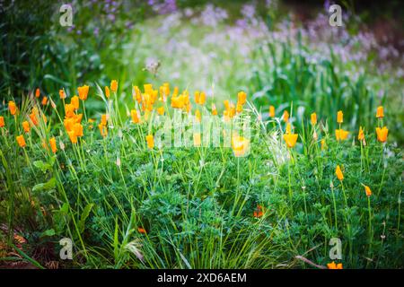 Blooming orange Californian Poppy (Eschscholzia californica) flowers at Chino Hills State Park in California. Stock Photo