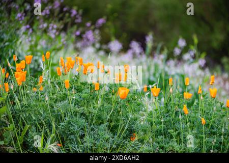 Blooming orange Californian Poppy (Eschscholzia californica) flowers at Chino Hills State Park in California. Stock Photo