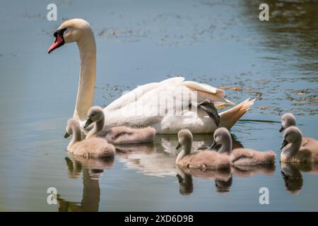 A swan swims on the lake with its many chicks Stock Photo