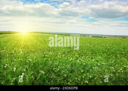 Beautiful sunrise over field pea Stock Photo - Alamy