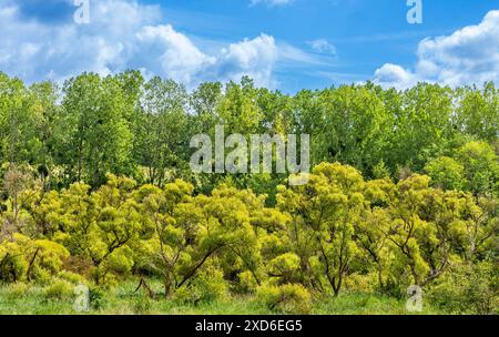 Mixed woodland in Spring (fresh leaves) - Preuilly-sur-Claise, Indre-et-Loire (37), France. Stock Photo