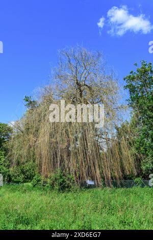 Dead mature Weeping Willow (Salix) tree - Preuilly-sur-Claise, Indre-et-Loire (37), France. Stock Photo