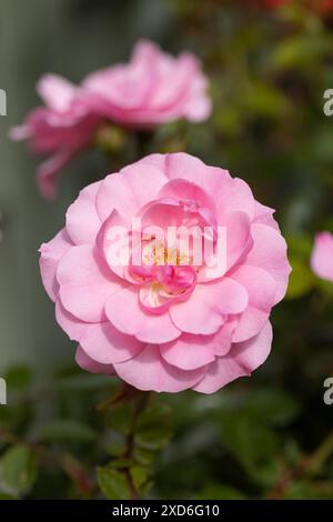 Close up of Rosa Bonica 'Meidomonac'. A beautiful pink shrub rose flowering in June in an English garden, England, UK Stock Photo