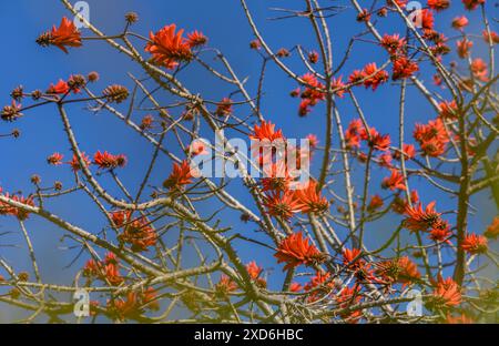 corral tree flowers in a garden in Cyprus Stock Photo