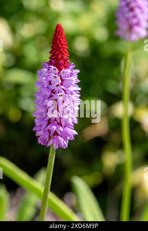 Close up of an orchid primrose (primula vialli) in bloom Stock Photo