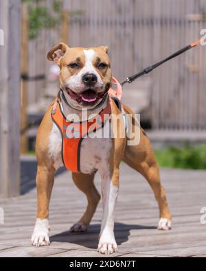 Large chunky friendly reddish tan and white Pit Bull terrier bulldog outside on leash. Stout American Staffordshire Pitbull Terrier dog. Stock Photo