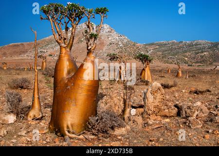 Bottle tree (Adenium obesum socotranum) Socotra, Yemen. Stock Photo