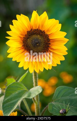 Solitary yellow sunflower with green leaves in front of a light blue ...