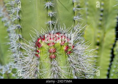 Close up bright red tipped spines on top of organ pipe cactus Stock Photo