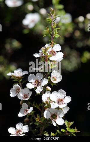 Vertical Shot of a Manuka Plant (Leptospermum scoparium) Branch in Blurry Background, Dunedin, New Zealand. Native to NZ Stock Photo