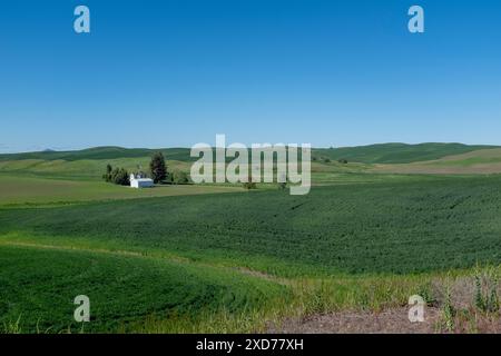 WA24921-00....WASHINGTON - Farm near Lone Pine along the Palouse To Cascades Trail State Park west of Tekoa. Stock Photo