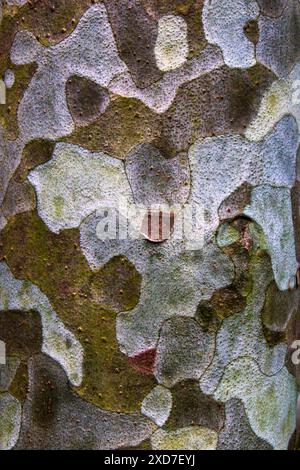 Close up of bark on Lacebark Pine Stock Photo