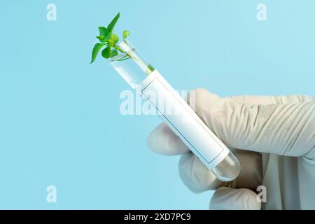 Lab assistant holding green plant in test tube on blurred background, closeup with space for text. Biological chemistry on blue background. Stock Photo