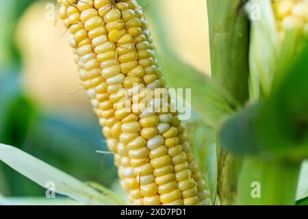 Close-up corn cobs in corn plantation field. corn close-up grows in a field. Stock Photo