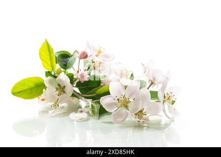 blooming apple tree flowers isolated on white background . Stock Photo