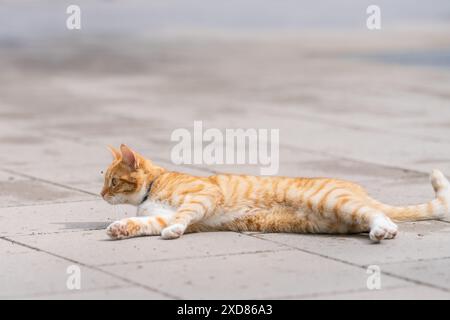 Red cat lying on pavement. Orange tabby, also commonly called red or ginger tabby cat lying down on sidewalk street. Stock Photo