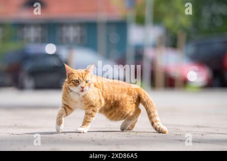 Funny red cat playing on pavement. Playful Orange tabby, also commonly called red or ginger tabby cat. Stock Photo
