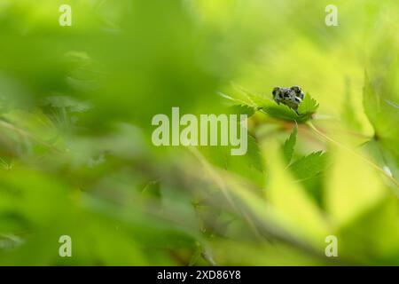 Hiding among the leaves, the young tree frog (Hyla arborea) Stock Photo