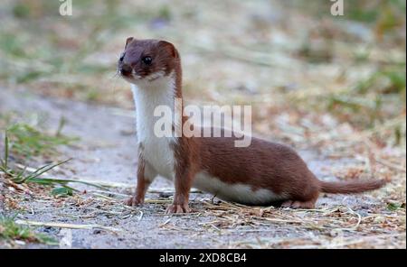 Female Eurasian Least weasel (Mustela nivalis Stock Photo - Alamy
