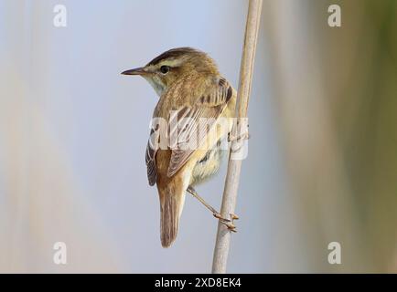 European Sedge Warbler  (Acrocephalus schoenobaenus), seen from behind. Stock Photo