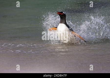 Gentoo penguin Pygoscelis papua rushing out of sea to avoid predators ...