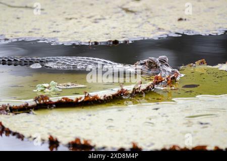Black caiman on a large leaf in a lagoon Stock Photo