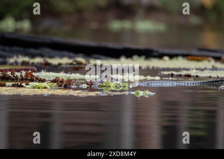 Black caiman on a large leaf in a lagoon Stock Photo