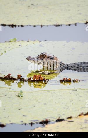 Black caiman on a large leaf in a lagoon Stock Photo