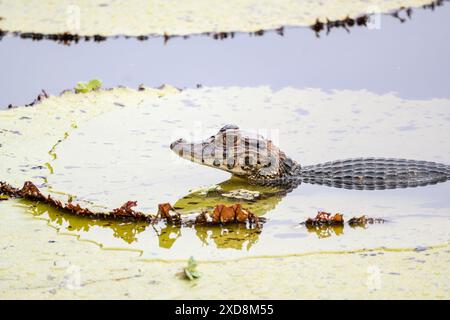 Black caiman on a large leaf in a lagoon Stock Photo