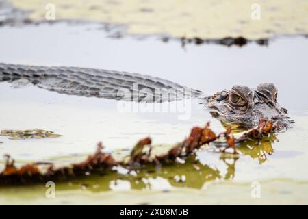 Black caiman on a large leaf in a lagoon Stock Photo