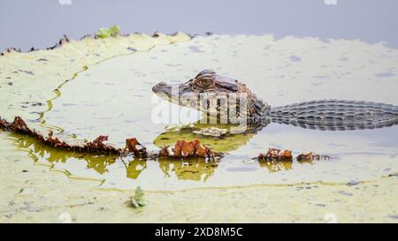 Black caiman on a large leaf in a lagoon Stock Photo
