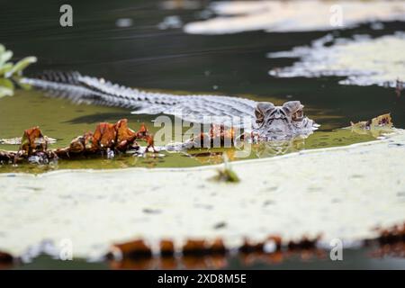 Black caiman on a large leaf in a lagoon Stock Photo