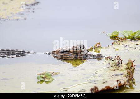 Black caiman on a large leaf in a lagoon Stock Photo