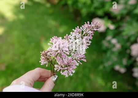 Hand holding a lilac branch with blooming flowers and green background Stock Photo