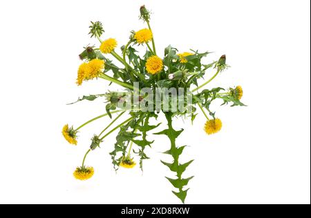 dandelion flowers isolated on white background Stock Photo