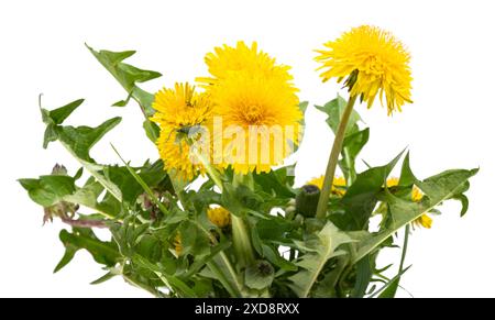 dandelion flowers isolated on white background Stock Photo