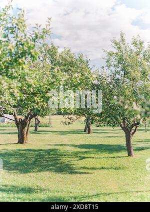 Vertical image of a fruit tree orchard Stock Photo