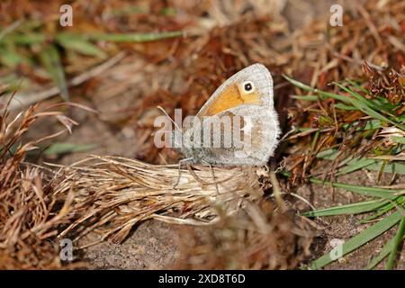 Small Heath Butterfly at Poors Allotment Gloucestershire Stock Photo