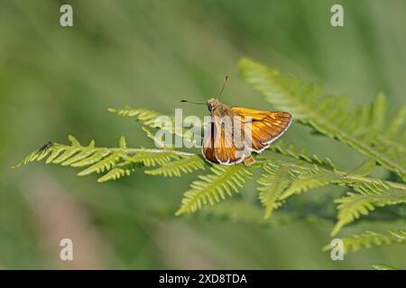 Large Skipper at Poors Allotment Gloucestershire Stock Photo