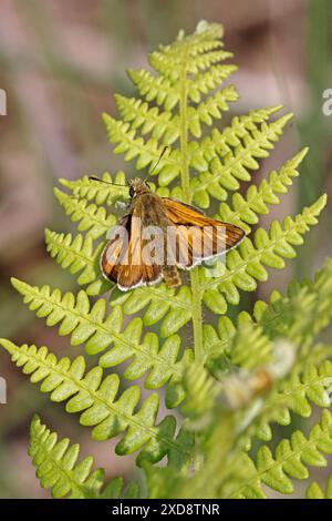 Large Skipper at Poors Allotment Gloucestershire Stock Photo