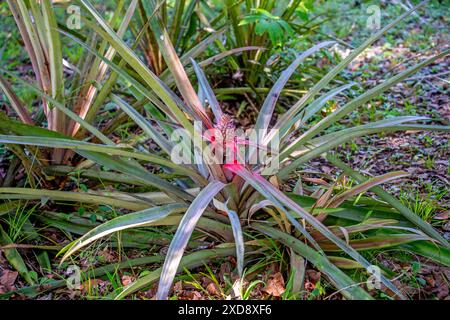 Close up of a Pineapple growing (Ananas Corona) Stock Photo