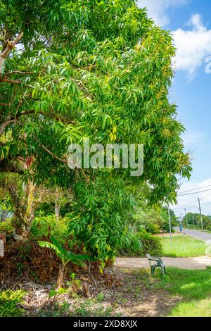 Close up of a Mango tree (Mangifera indica) Stock Photo