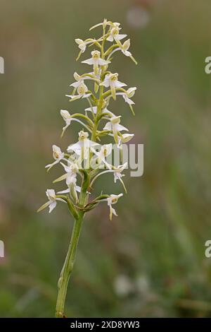 Lesser Butterfly Orchid at Morgans Hill Wiltshire Stock Photo