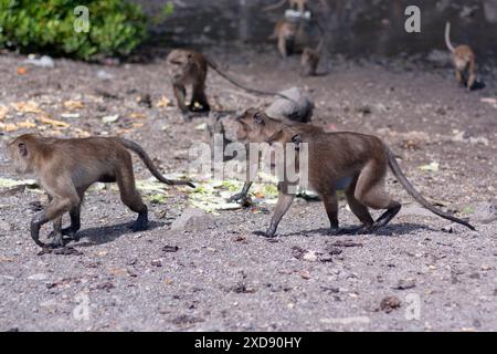 Group of macaque monkeys walk on ground with mud in background. Selective focus, blurred background. Side view. Horizontal image. Stock Photo