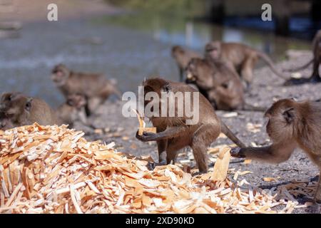 Group of macaque monkeys eat crust of bread from large pile on the ground. Selective focus, blurred background. Side view. Horizontal image. Stock Photo