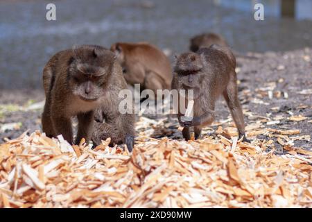 Group of macaque monkeys eat crust of bread from large pile on the ground. Selective focus, blurred background. Front view. Horizontal image. Stock Photo