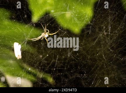 Macro shot of a spider in a spider web surrounded by leaves. Stock Photo