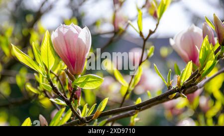 pink flowers of magnolia soulangeana tree in full bloom. beautiful floral background on a sunny day in spring. blossoming branch with green leaves Stock Photo