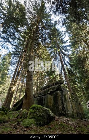 Remains of the Austro-Hungarian bunkers of the Great War in the woods of the High Coast. Luserna, Alpe Cimbra, Trentino, Italy. Stock Photo